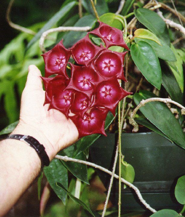 Satox&BENTON JP | C.walkeriana rosada 'Prism' 2回目の開花