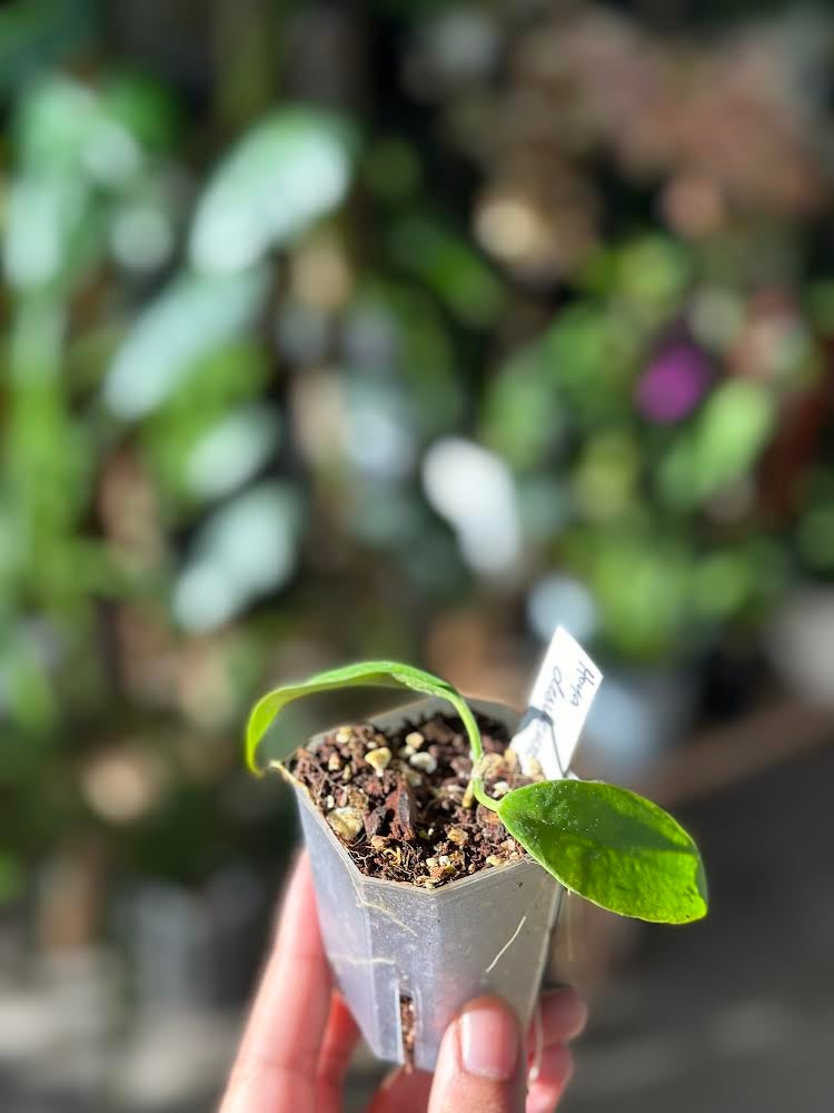 Hoya desvoeuxensis | Calade Orchids and Tropicals