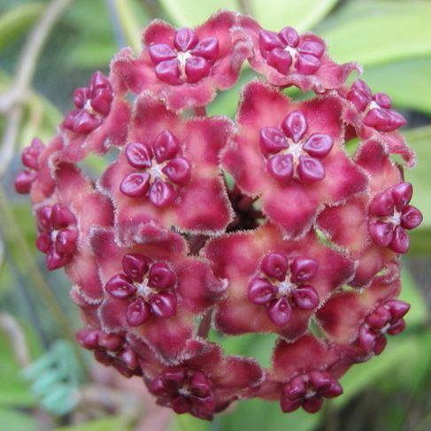 Hoyas | Calade Orchids and Tropicals