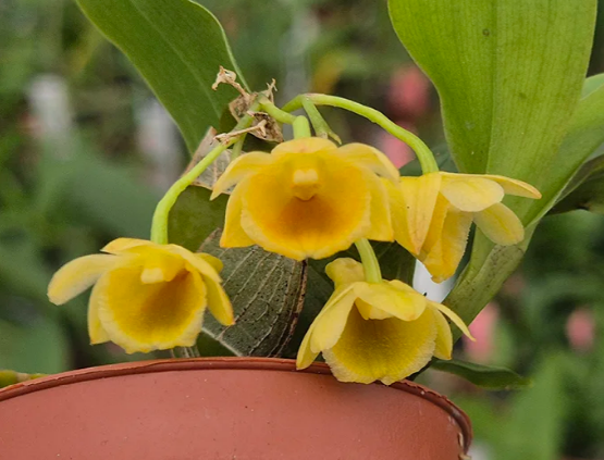 Dendrobiums | Calade Orchids and Tropicals