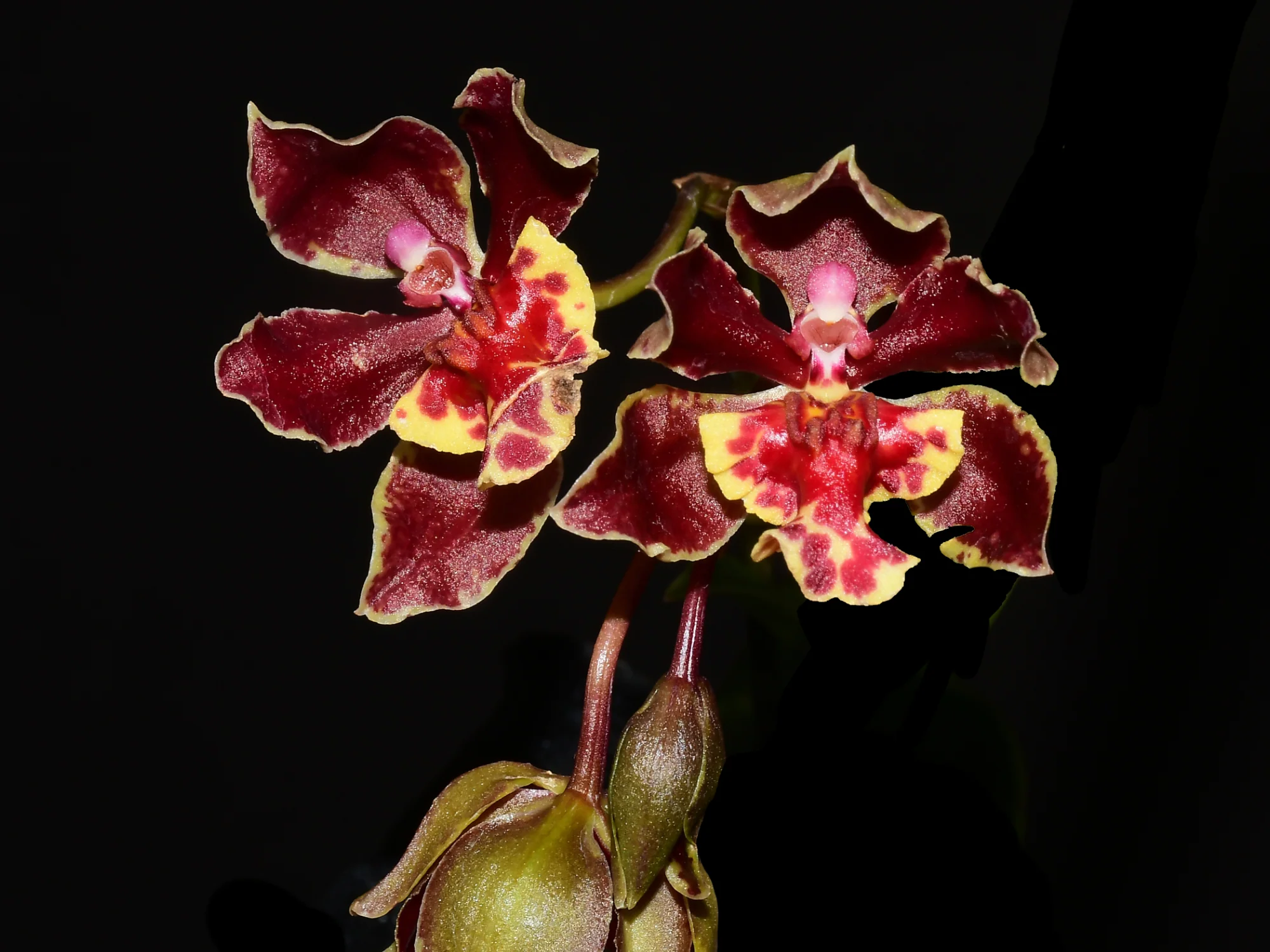 trichocentrum-pepe-portilla-calade-orchids-and-tropicals