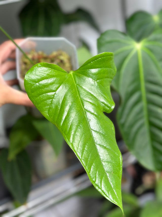 anthurium besseae x luxurians Anthurium Besseae x Luxurians 'Amazon Diamond' – Plantamani Plants main image 0