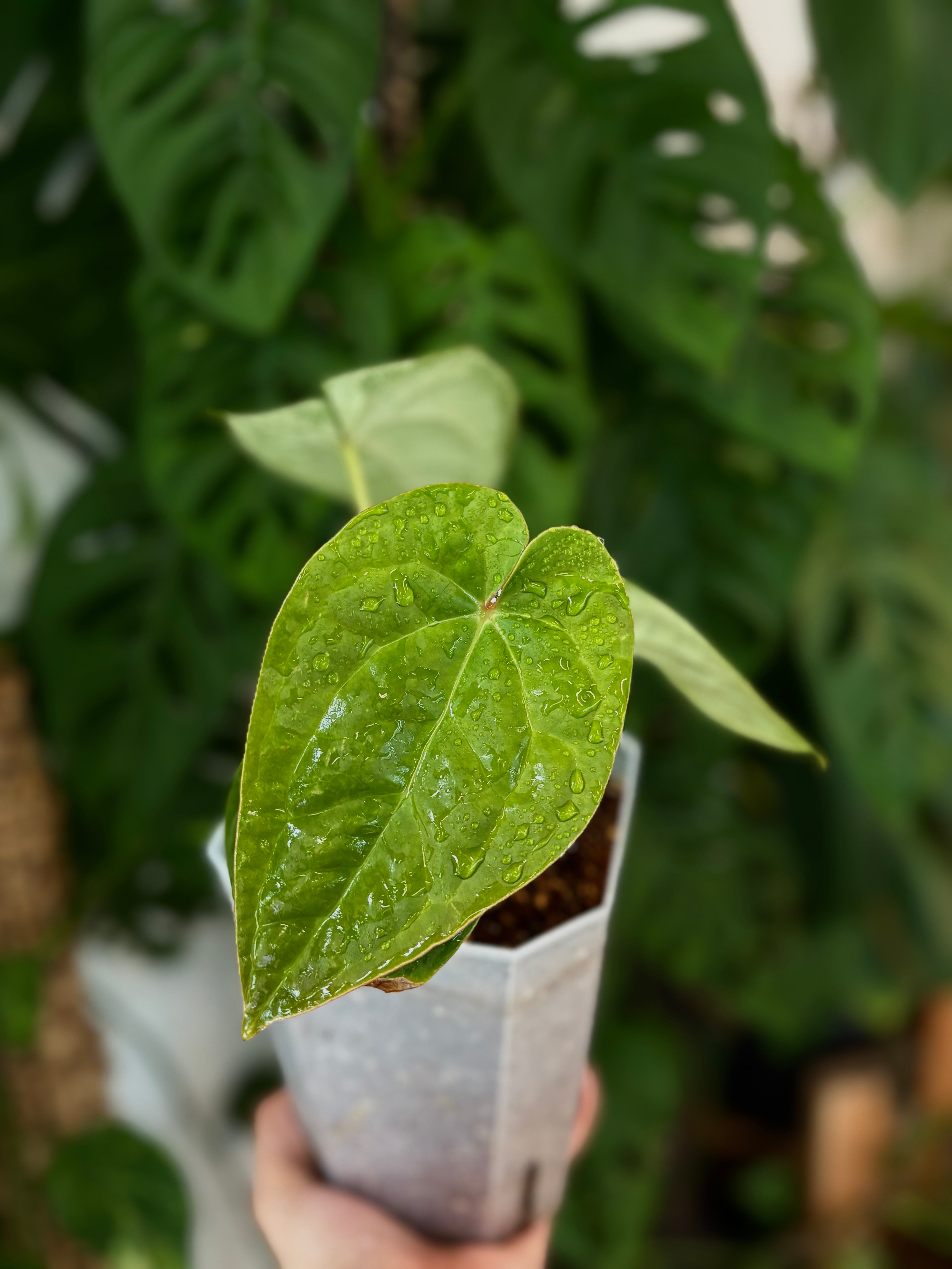 Anthurium magnificum x Anthurium luxurians | Calade Orchids