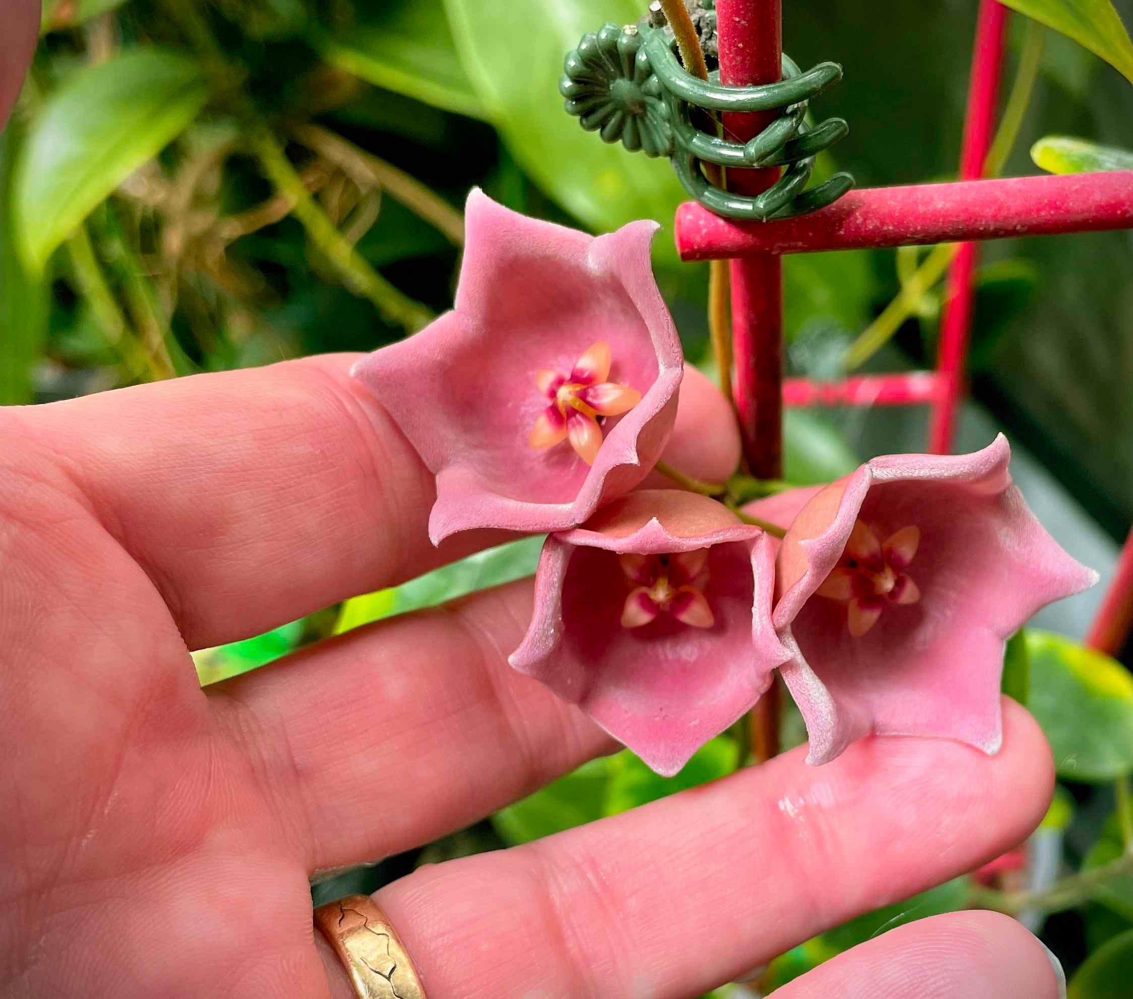 Hoya desvoeuxensis | Calade Orchids and Tropicals